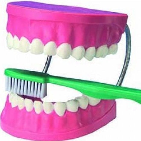 Lær at børste tænder - model - Legeslottet